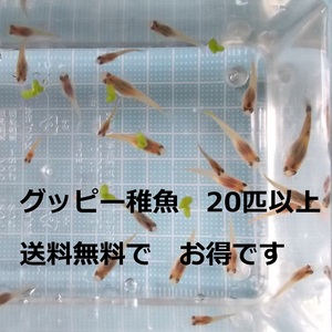 【平日発送・送料無料】ミックスグッピー稚魚20匹+α　オマケの水草入りセット　ゆうパックで送付A