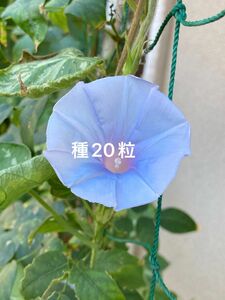 朝顔　種20粒　黄抱梅葉紫青丸咲