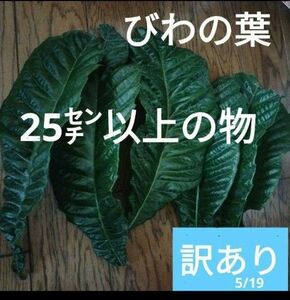 枇杷の葉温灸　温灸　びわの葉　古葉　訳あり　匿名配送