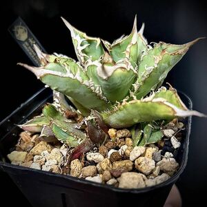 AGAVE TITANOTA 大白鯊 子株 ホホジロザメ②( cj special 皇冠 清櫻 白毫刺 白豪刺 アガベ チタノタ オテロイ