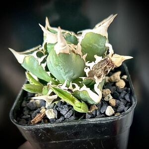 AGAVE TITANOTA 大白鯊 子株 ホホジロザメ①( cj special 皇冠 清櫻 白毫刺 白豪刺 アガベ チタノタ オテロイ