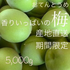 梅【期間限定・産地直送】おてんとうめ