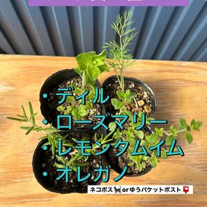 キッチンハーブ　４種SET オレガノ　レモンタイム　ディル　ローズマリー