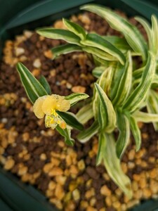 ツユクサ　黄花咲くコンメリナ・アフリカーナ斑入り　Commelina africana variegata 