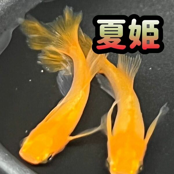 増量 夏姫 50個 ＋α ひれなが 魚 エサ 卵 スワロー メダカ