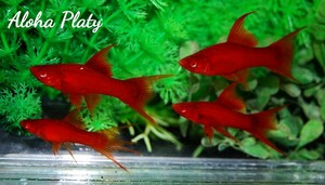 ★Aloha Platy★RRE.A タンジェリン ハイフィン ライヤーソード 4匹セット★