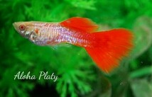 ★RRE.A 特選 レースコブラレッドテール 2ペアセット★Aloha Platy★_画像2