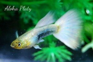 ★サンセットドイツイエロー ペア＋リボン♀1の3匹セット★Aloha Platy★