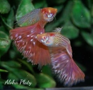 ★RRE.A アクアマリン ピンクコブラ 3ペア＋♀1匹の7匹セット★Aloha Platy★