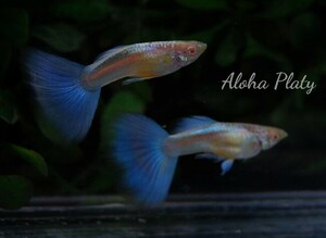 ★RRE.A ブルートパーズ 2ペア＋♀2匹の6匹セット★Aloha Platy★