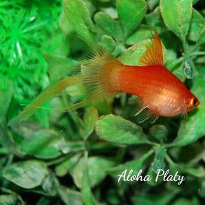 ★Aloha Platy★ライヤープラティ ピンテールタイプ ♀単品②★の画像2