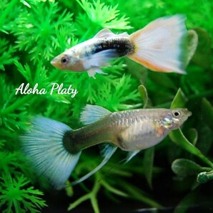 ★サンセットドイツ ガルウィング ペア＋リボン♀1の3匹セット★Aloha Platy★の画像4