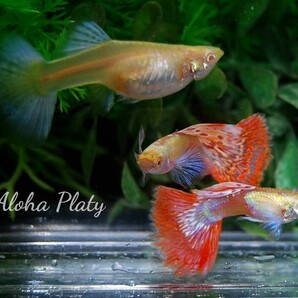 ★RRE.A プラチナム キャンディモザイク ビックイヤー 2ペアセット★Aloha Platy★の画像1