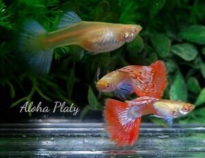 ★RRE.A プラチナム キャンディモザイク ビックイヤー 2ペアセット★Aloha Platy★