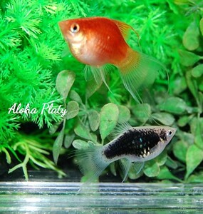 ★Aloha Platy★バルーンライヤープラティ ♀2匹セット★