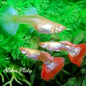 ★RRE.A プラチナム キャンディモザイク ビックイヤー 2ペアセット★Aloha Platy★の画像4