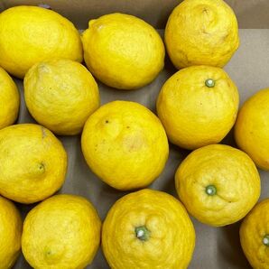 ④ 天草産　レモン　規格外　不揃い　キズあり　変形　ご家庭用　箱込みで約4kg 送料込み　箱は簡易箱で発送します。