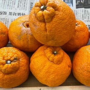 ⑤ 天草産　不知火（デコ）　規格外　不揃い　変形　キズあり　ご家庭用　箱込みで約5kg 送料込み　箱は簡易箱で発送します。