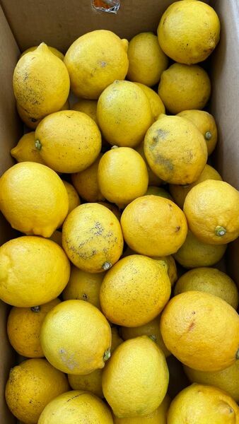 ④ 天草産　レモン　規格外　不揃い　変形　ご家庭用　箱込みで約4kg 送料込み　箱は簡易箱で発送します。