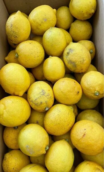 ④ 天草産　レモン　規格外　ご不揃い　キズあり　変形　ご家庭用　箱込みで約4kg 送料込み　箱は簡易箱で発送します。