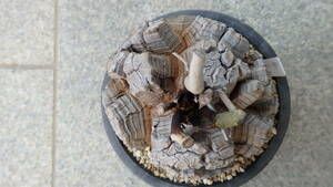 アフリカ亀甲竜　4号鉢　径　約8センチ