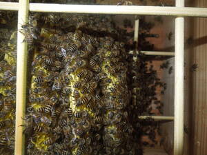日本蜜蜂　日本ミツバチ　2024年４月下旬分蜂　新女王　強群　重箱式巣箱に技あり 郵送可　