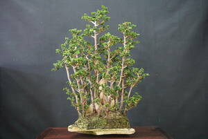 * bonsai day peace * [ bonsai ]seka hinoki * stone . hinoki cypress *.... height of tree 41.
