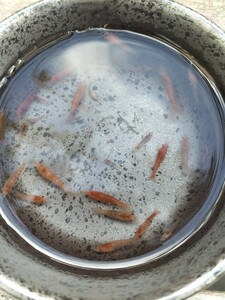 mi Nami freshwater prawn red 10 pcs .. packet plus shipping ( small packing ..)mi Nami freshwater prawn red Random 1 centimeter front after .