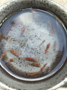 mi Nami freshwater prawn red 10 pcs .. packet plus shipping ( small packing ..)mi Nami freshwater prawn red Random 1 centimeter rom and rear (before and after) 