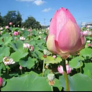 発芽済み　蓮の種　ハスの種　はすの種　2苗　蓮根