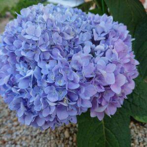 59アジサイ ポット苗1苗　紫陽花　越冬苗　あじさい