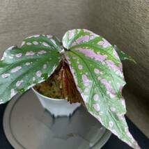 Begonia sp. Crazy pink from Lampung sumatera [LA1118-03] ベゴニア クレイジーピンク_画像1