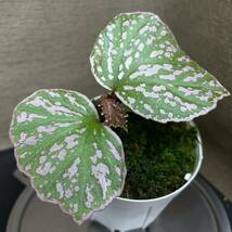 Begonia sp kayulapis kal barat ［TB便］ベゴニア_画像1