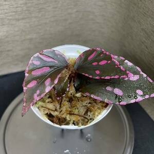 Begonia sp.Julau（ぼっち株）原種ベゴニア　熱帯植物 