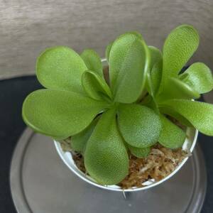 Pinguicula tina x emarginata ピンギキュラ　食虫植物　ムシトリスミレ