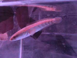 【熱帯魚】送料一律800円(一部除く)☆チャンナ マルリオイデスRED(メラノプテルス)“バリト産”№2 １匹☆発送日限定☆