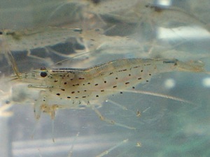 * uniform carriage 800 jpy ( one part excepting )* Yamato freshwater prawn 100 pcs * shipping day limitation *