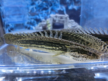 【熱帯魚】送料一律800円(一部除く)☆ポリプテルス ビキール ラプラディ １匹☆発送日限定☆_画像1