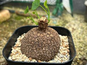 ステファニア スベローサ ヴェノサ Stephania suberosa ステファニア スベローサ発根済み植木鉢一年間管理しました
