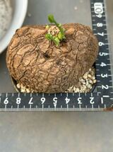 ハート型ステファニア スベローサ ヴェノサ Stephania suberosa発根発芽済み植木鉢_画像3