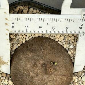 丸形 Stephania Erectaステファニア エレクタ 発芽発根管理中多肉植物 塊根植物 5cmの画像4
