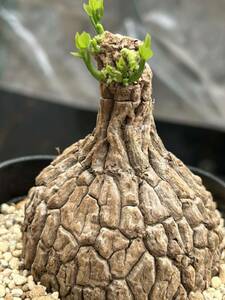 ステファニア スベローサ ヴェノサ Stephania suberosa ステファニア スベローサ発根済み植木鉢