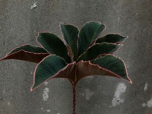 発芽Amorphophallus atroviridis アモルフォファルス　アトロビリディス　多肉植物 Amorphophallus.At