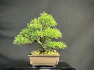 . leaf pine . leaf pine bonsai bonsai shohin bonsai height of tree 20cm