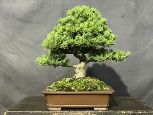 . leaf pine .. bonsai . leaf pine bonsai 