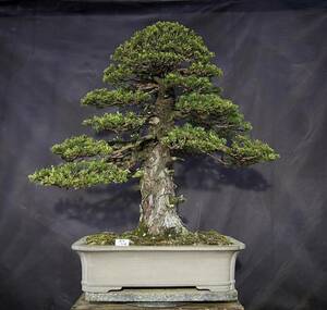  receipt limitation (pick up) . leaf pine ... leaf pine bonsai futoshi . Saitama 