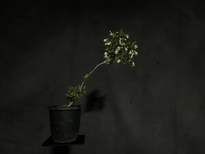  styrax japonica ego. tree bonsai flower 