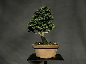  Tsu mountain hinoki cypress Tsu mountain hinoki bonsai hinoki bonsai shohin bonsai 