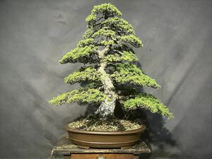 . leaf pine .. pattern tree large goods bonsai 