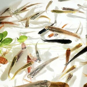 【新潟養魚場】 高評価　ミックスメダカ　50匹　めだか卸　業務用特価